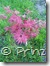 ahorn050508