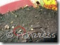mais050508