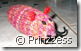 maus2