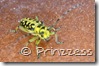 schreck120508