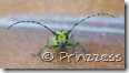 schreck2120508
