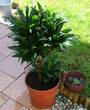 180507palme